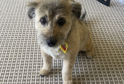 dog grooming mount maunganui, dog trimming tauranga