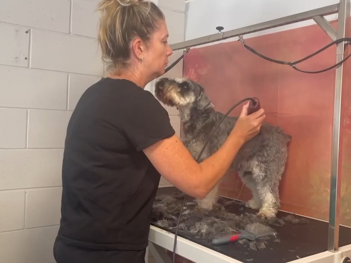 paws parlour dog grooming services