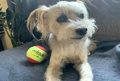 dog grooming mount maunganui, dog trimming tauranga