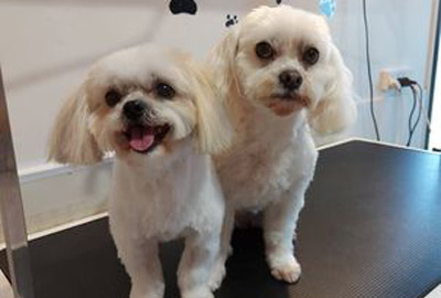 dog grooming mount maunganui, dog trimming tauranga