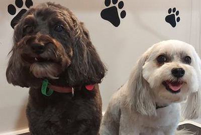 paws parlour mount maunganui, dog grooming, dog grooming tauranga, dog grooming mount maunganui