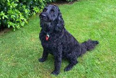 pet grooming, dog trimming, dog wash, dog washing,