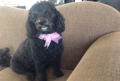 pet grooming, dog trimming, dog wash, dog washing,