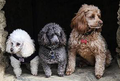 dog grooming mount maunganui, dog trimming tauranga