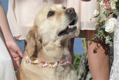 paws parlour mount maunganui, dog grooming, dog grooming tauranga, dog grooming mount maunganui