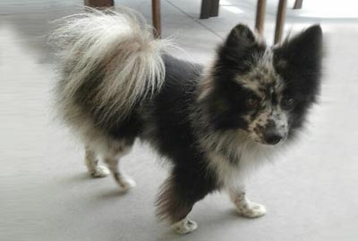 dog grooming mount maunganui, dog trimming tauranga